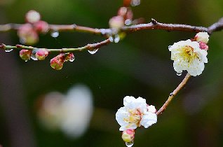 青岛拓展训练、黄岛亲子游：春雨连绵沁岛城，水润杏梅人陶醉！