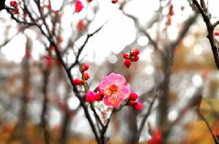 春雨霏霏生机盎然 大沽河白梅盛放红梅含苞,黄岛亲子游多了一个好去处！